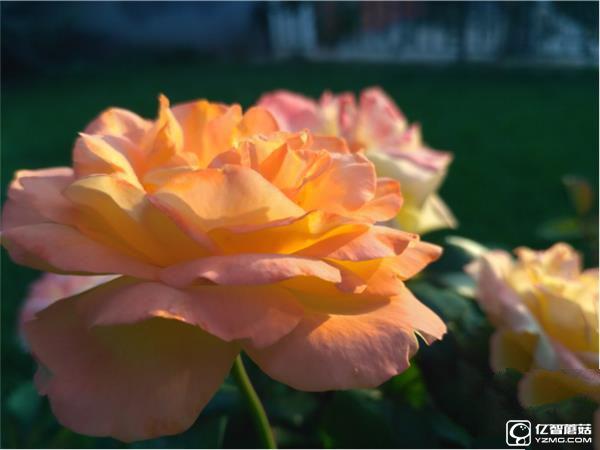 699元紅米3S深度評測：驍龍430、MIUI 8是亮點