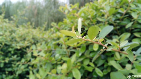 紅米Pro尊享版怎么樣？紅米Pro尊享版全面評(píng)測(cè)