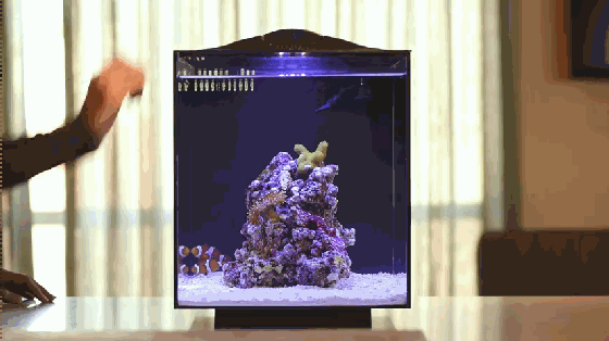 想要魚兒更健康地成長？ 看看這款智能水族箱