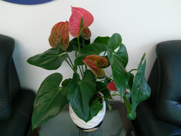 ZUK Z2和紅米Pro拍照哪個好？樣張區(qū)別對比