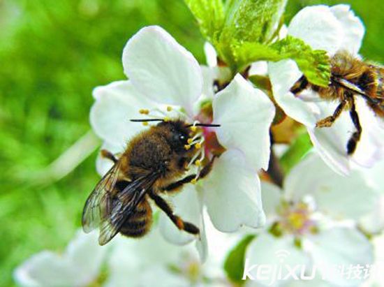 無人機(jī)替代蜜蜂授粉 應(yīng)對(duì)蜂群崩壞癥候群