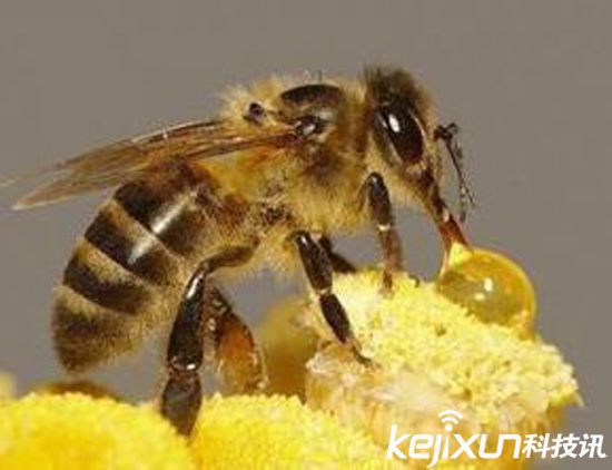 無人機(jī)替代蜜蜂授粉 應(yīng)對(duì)蜂群崩壞癥候群