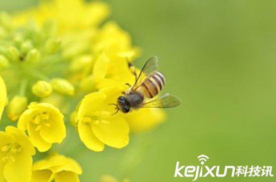 無人機(jī)替代蜜蜂授粉 應(yīng)對(duì)蜂群崩壞癥候群