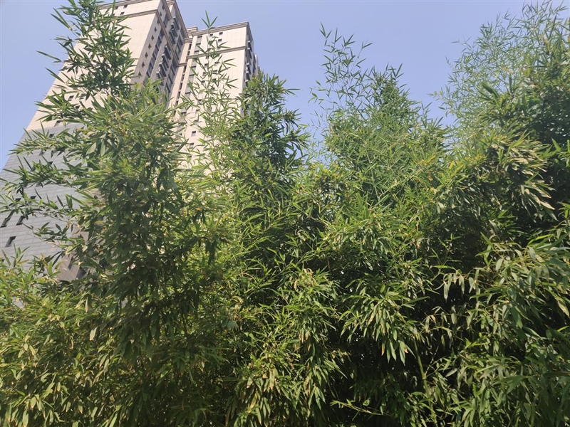 首發(fā)升降式相機(jī) vivo NEX評測：這才是未來的手機(jī)