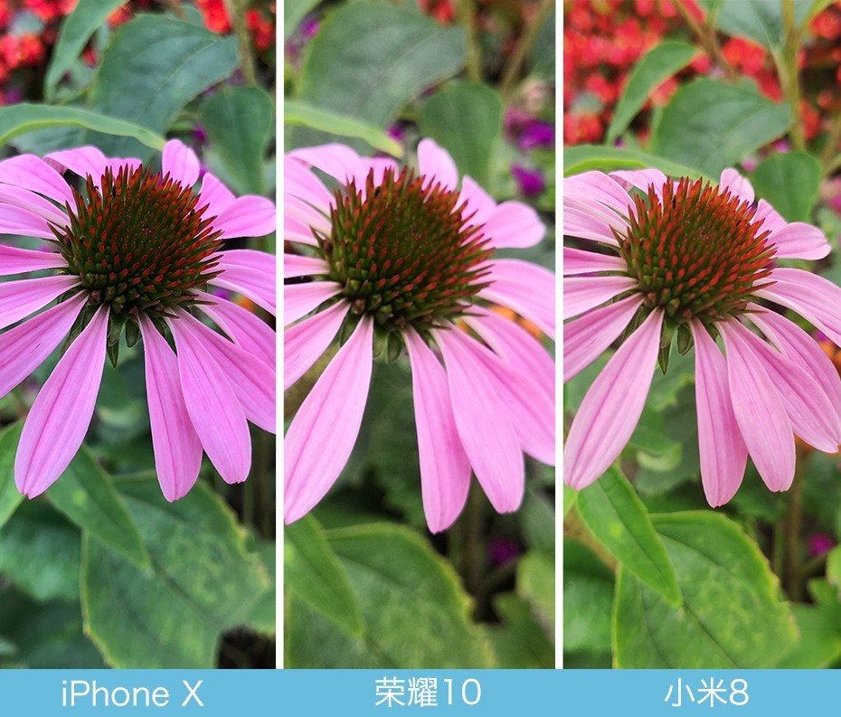 iPhone X、榮耀10、小米8拍照對比評測 蘋果秒殺一切？